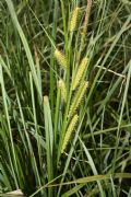 Carex rostrata